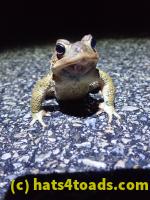 /home//u458753944/public_html/sourcegallery//Roxborough Toad Detour/2022/2022-03-17/P3170859.JPG